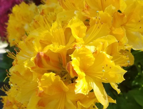 The Promise of Rhododendrons